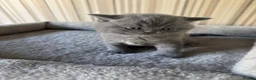 British Shorthair cats for sale: Full Pedigree British Blue Shorthair Kittens - Advert 9