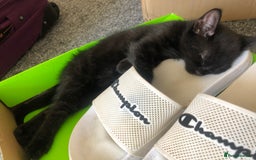British Shorthair cats for sale: 🐾 A Rare Band of Ghost Tabby Kittens 🐾 - Image 22