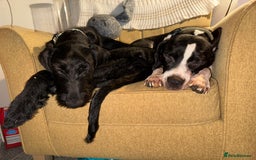 Mixed Breed dogs for sale: Female German Wirehaired Sprointer (11 Months) - Image 3