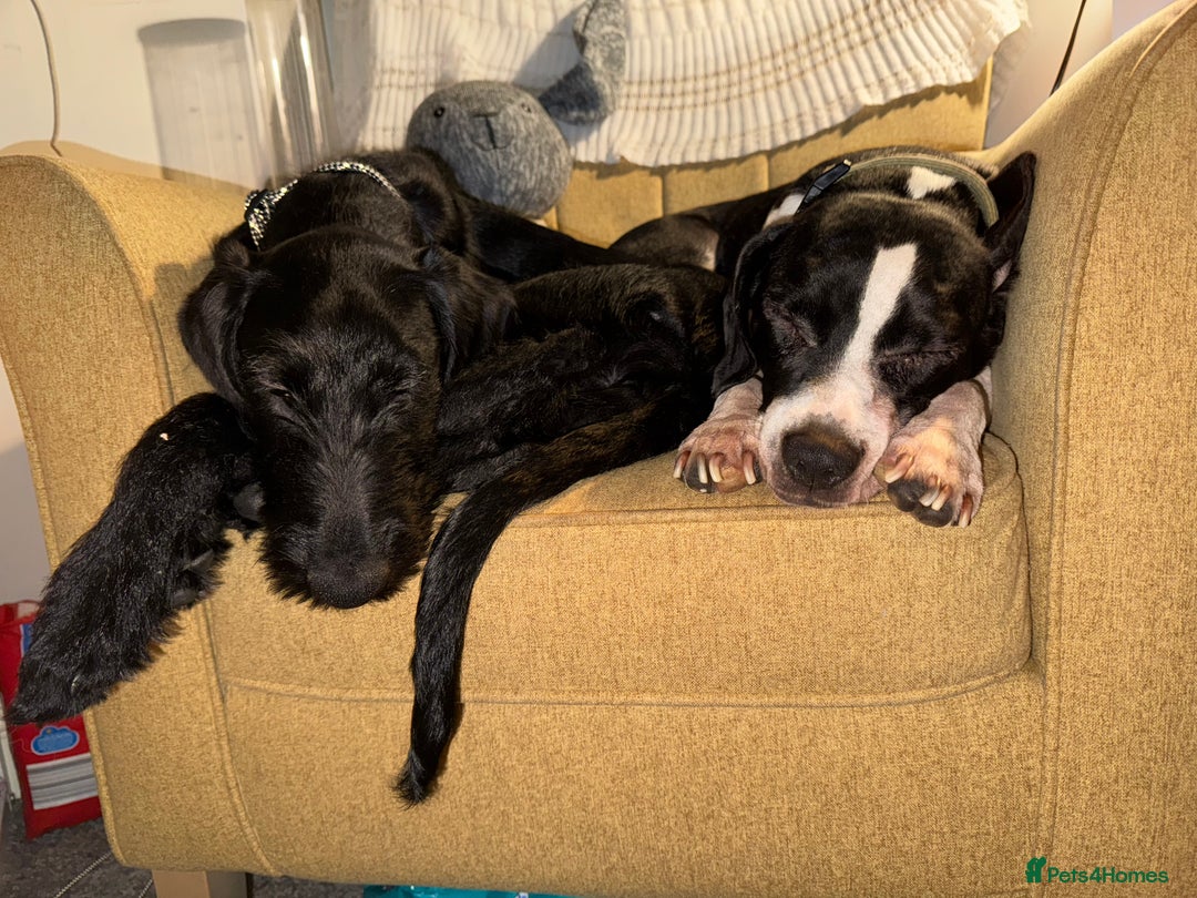 Mixed Breed dogs for sale: Female German Wirehaired Sprointer (11 Months) - Image 3