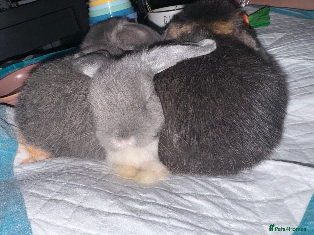 Mini Lop rabbits for sale: 2 boys 1 girl  - Image 3