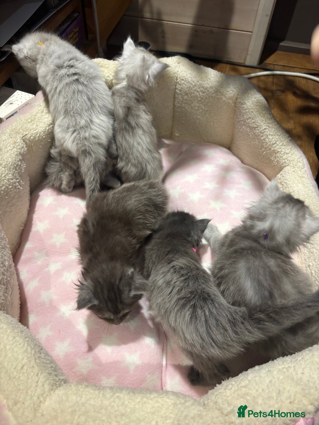 Maine Coon cats for sale: Stunning FiFe Maine Coons - Advert 9