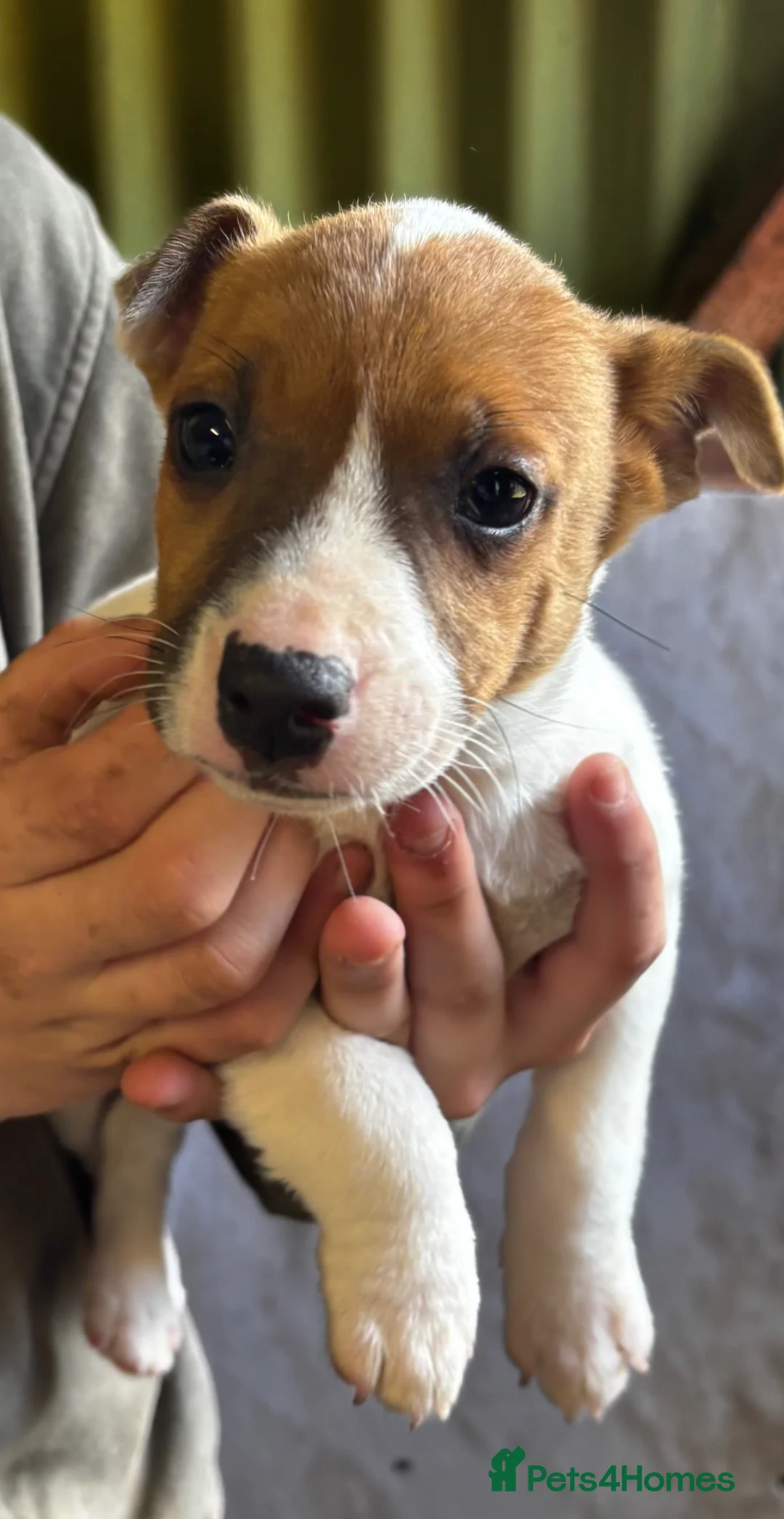Jack Russell dogs for sale: Jack Russell puppy’s  - Advert 3