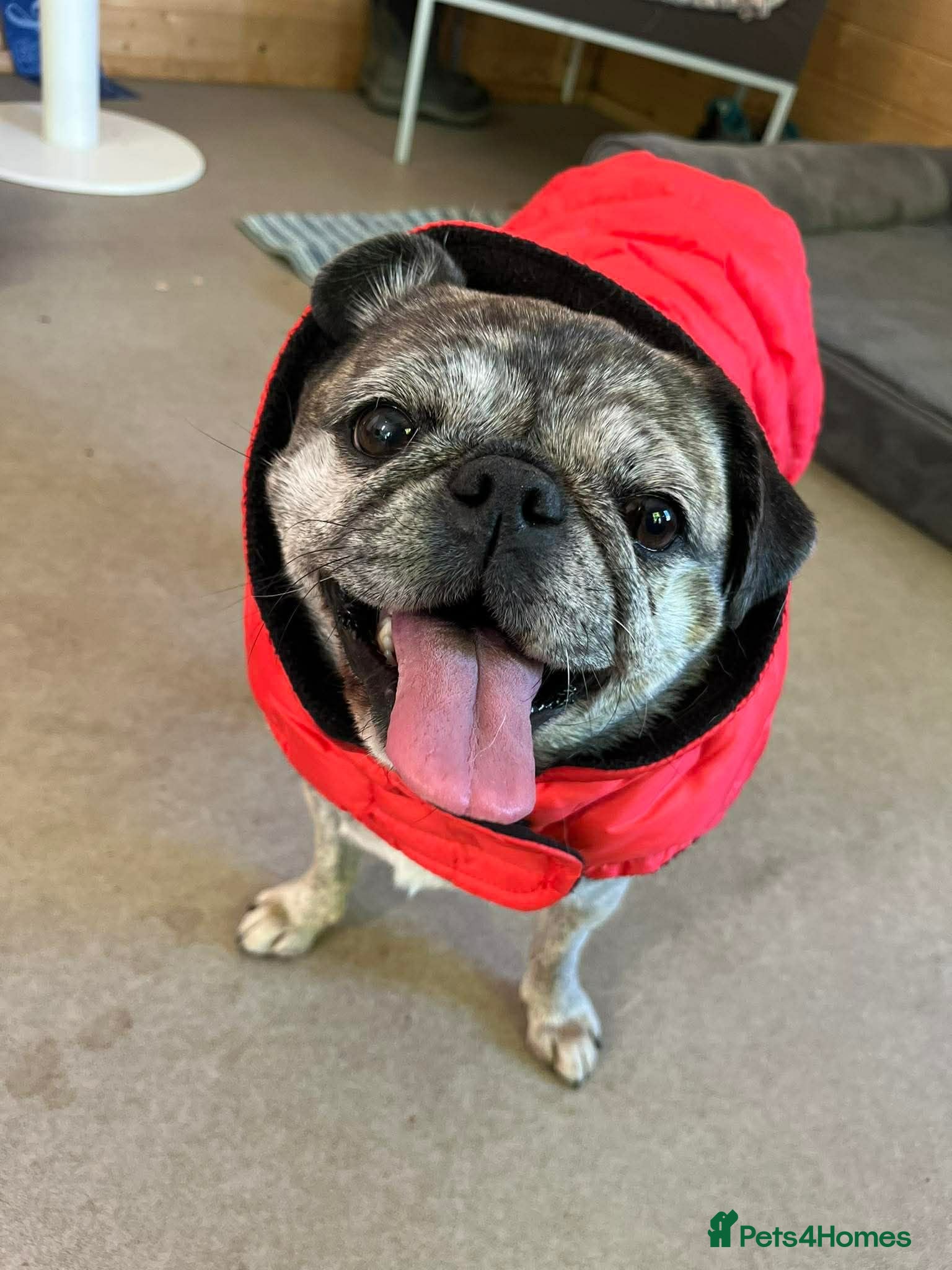 Pug dogs Little Lola needs urgent Foster or Home - Advert 3