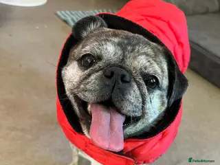 Pug dogs Little Lola needs urgent Foster or Home - Advert 3