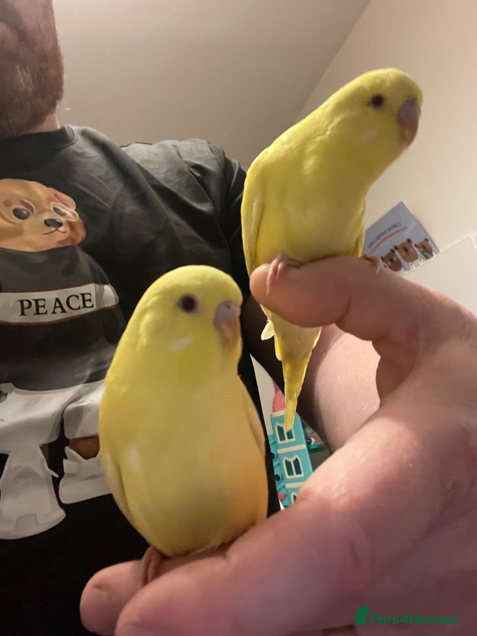 Budgerigars birds Hand tame Lutino budgies  - Advert 1