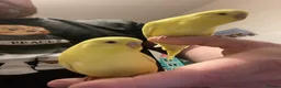Budgerigars birds for sale: Hand tame Lutino budgies  - Advert 1