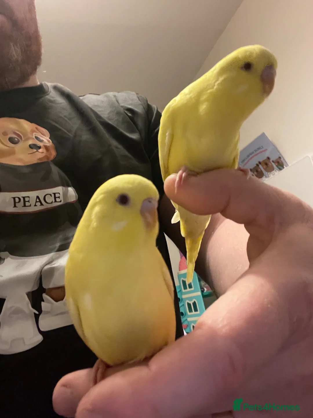 Budgerigars birds for sale: Hand tame Lutino budgies  - Advert 1