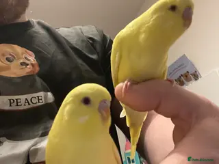 Budgerigars birds for sale: Hand tame Lutino budgies - Advert 1