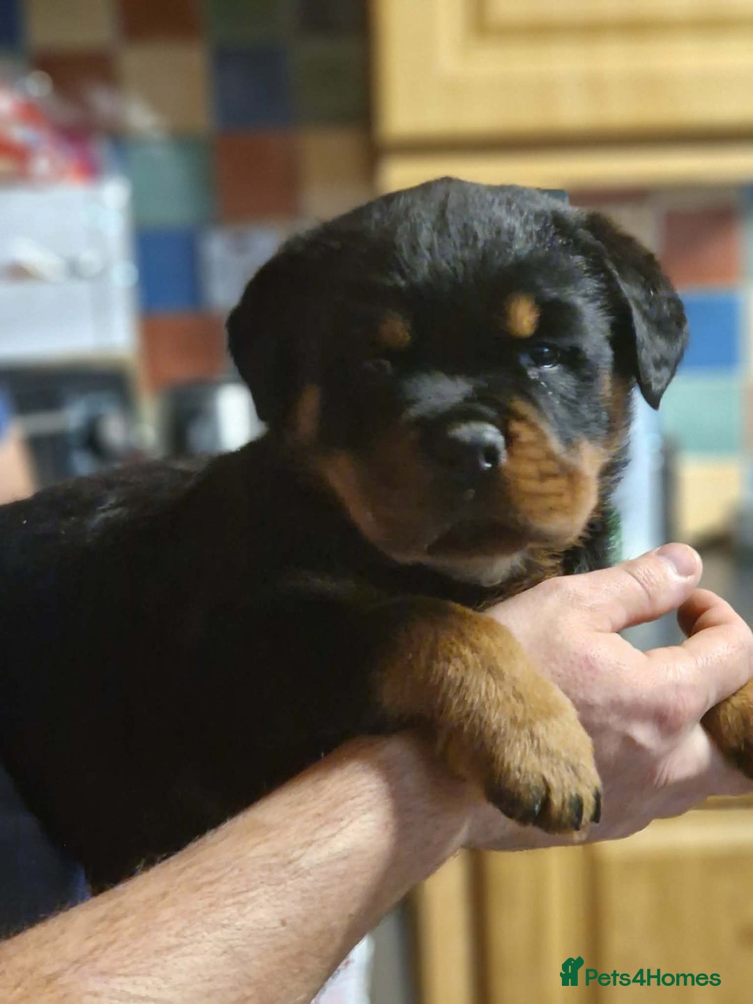 Rottweiler dogs for sale: Rottweiler pups - Advert 10