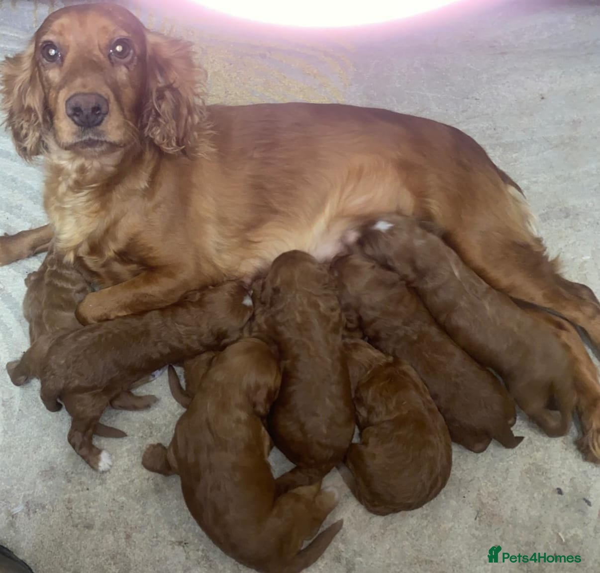 Cockapoo dogs Red cockerpoo pups  - Advert 1