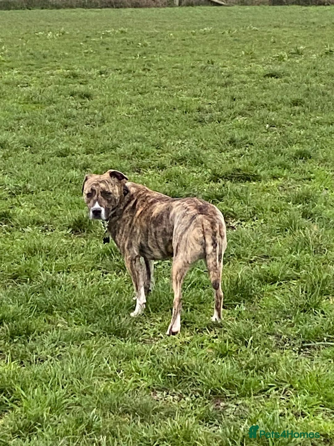 Mixed Breed dogs for adoption: Dilly  - Advert 5