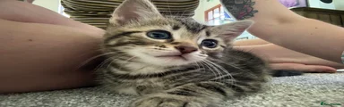 Mixed Breed Kitten 4