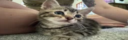 Mixed Breed cats for sale: Tabby Kittens For Sale - Advert 21