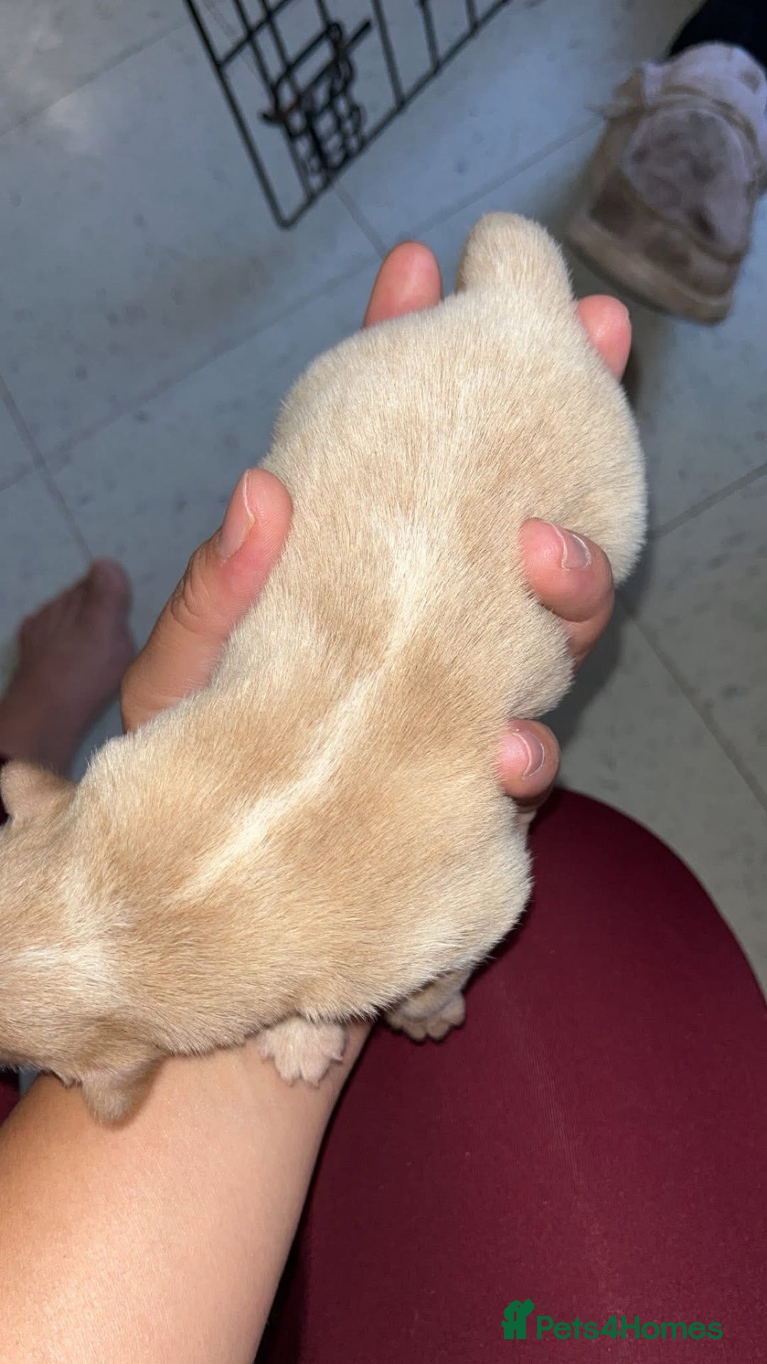 Chow Chow dogs for sale: Chow Puppies – Cream, Grey & Merle Available - Advert 14