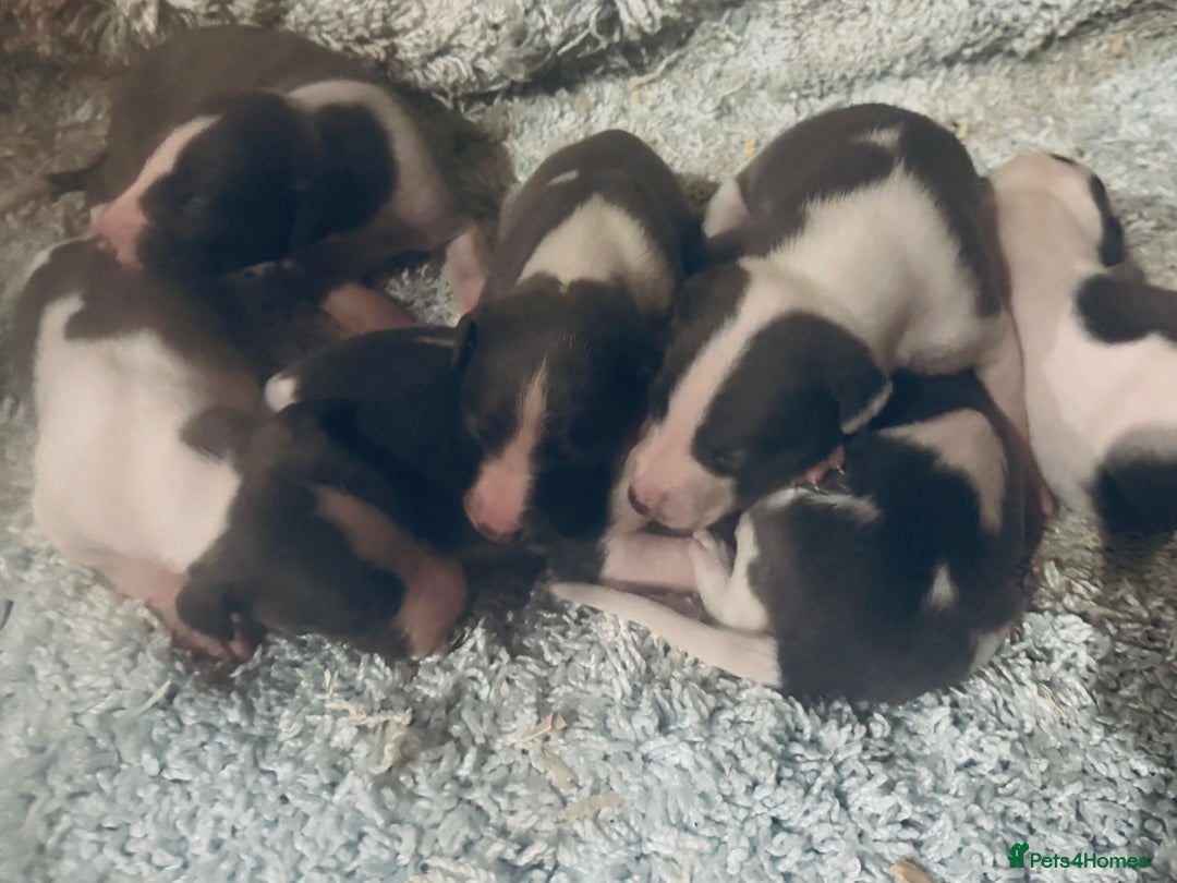 Whippet dogs for sale: 🐾 Exceptional small sized KC Reg Whippet Pups🐾 - Advert 13