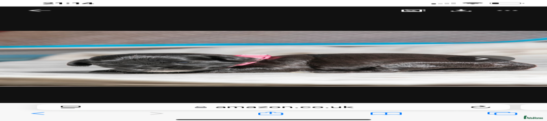 Black Girl with white markings 3