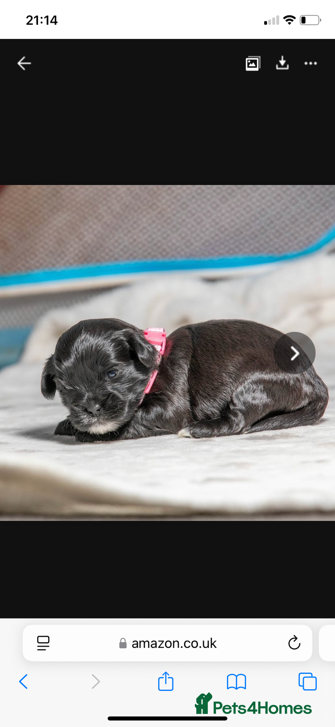 Mixed Breed dogs for sale: 6 Gorgeous Shorkie’s ready 20/12/025 - Advert 21