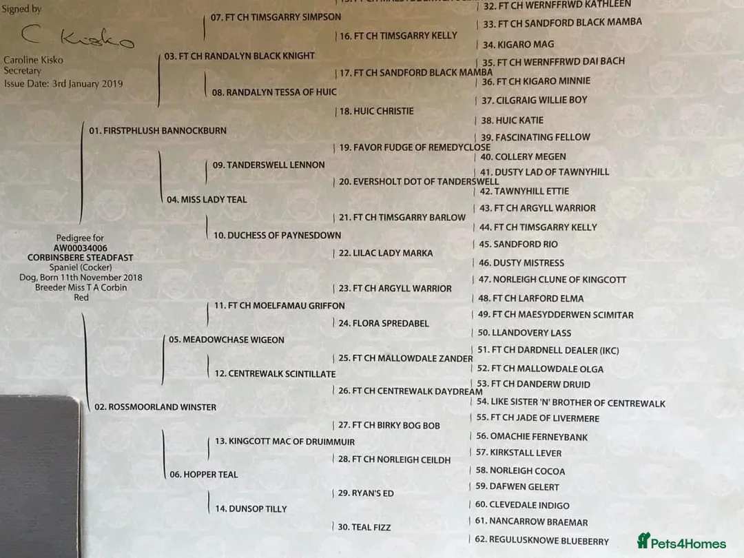 Cocker Spaniel dogs for stud: At Stud in Warminster - Advert 8