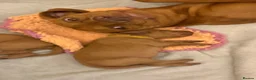Hungarian Vizsla dogs for sale: Adorable Hungarian Vizsla Pups in Southport - Advert 11