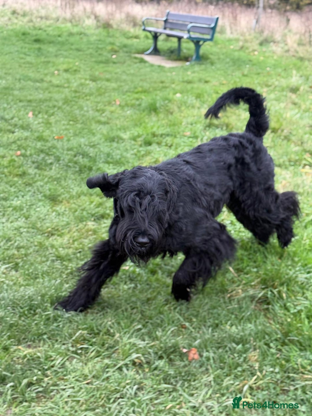 Giant Schnauzer dogs for stud: Giant Schnauzer for stud - Image 18