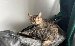 Mixed Breed cats for sale: Approx 5/6 year old Tabby & Half Bengal Cross Cats - Image 3