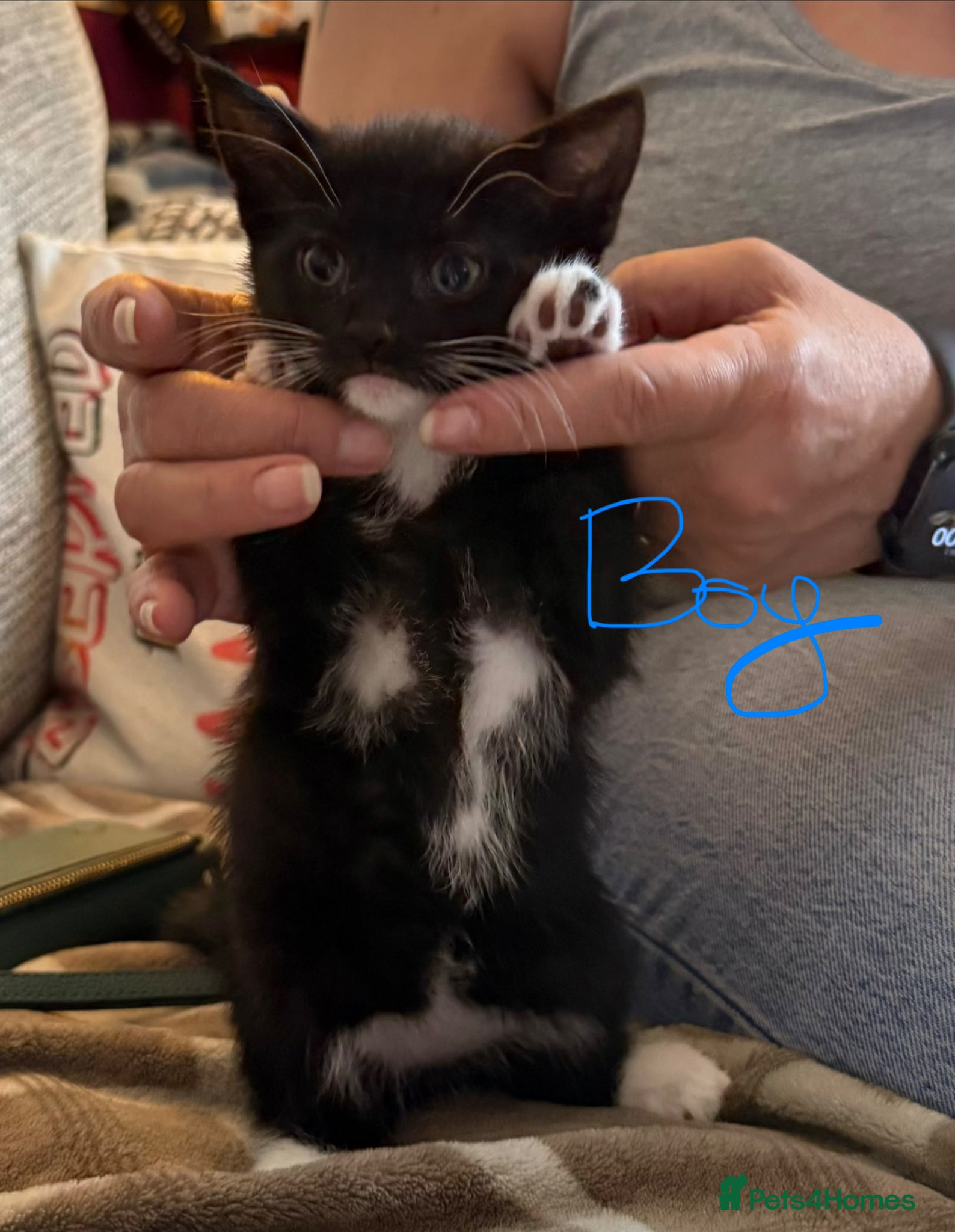 Mixed Breed cats for sale: 1 x boy, 2 x girl - Advert 7