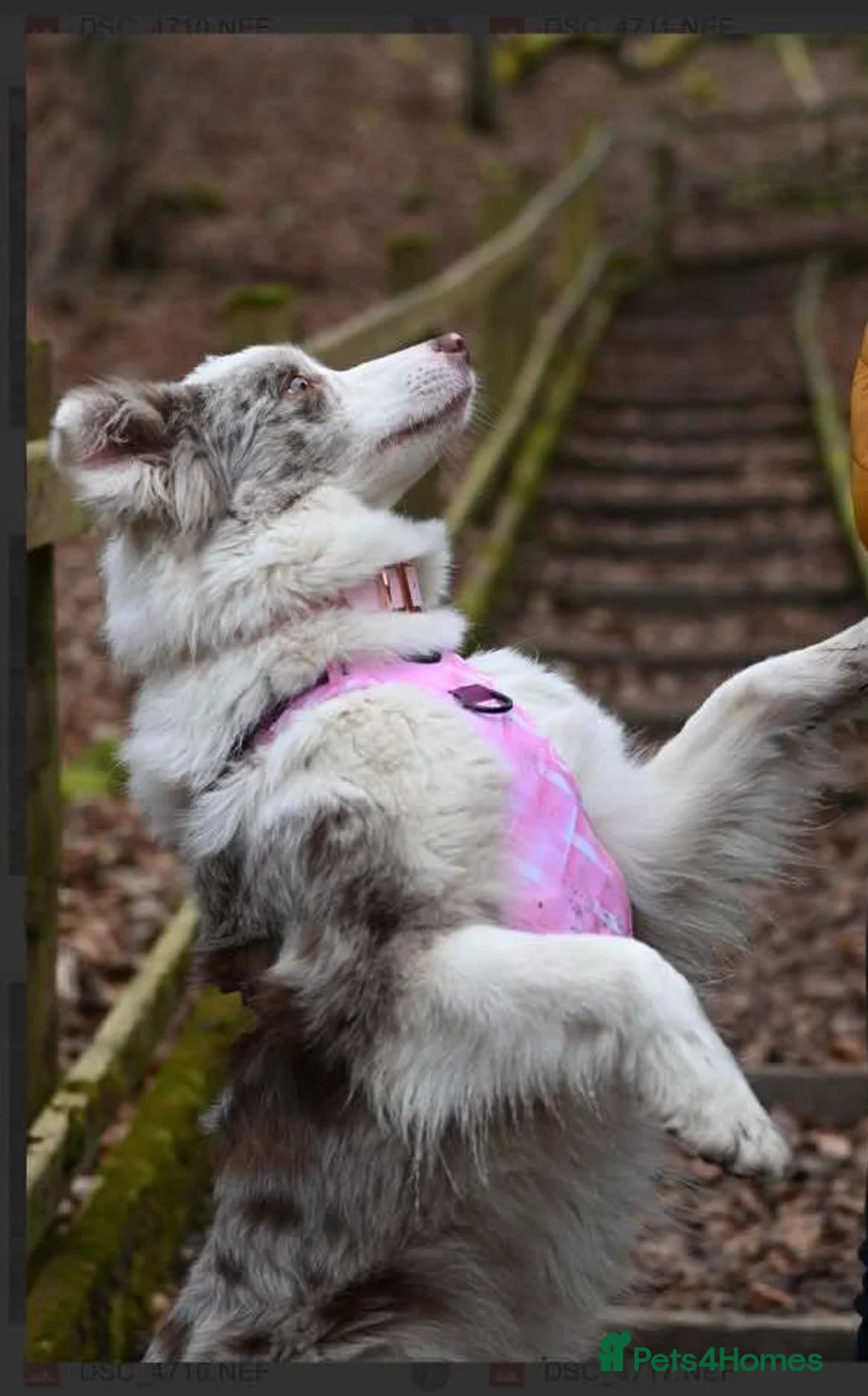 Border Collie dogs for sale: Stunning KC Reg Health Tested Border Collies - Advert 8