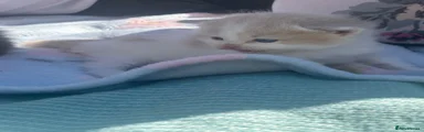 British Shorthair 2