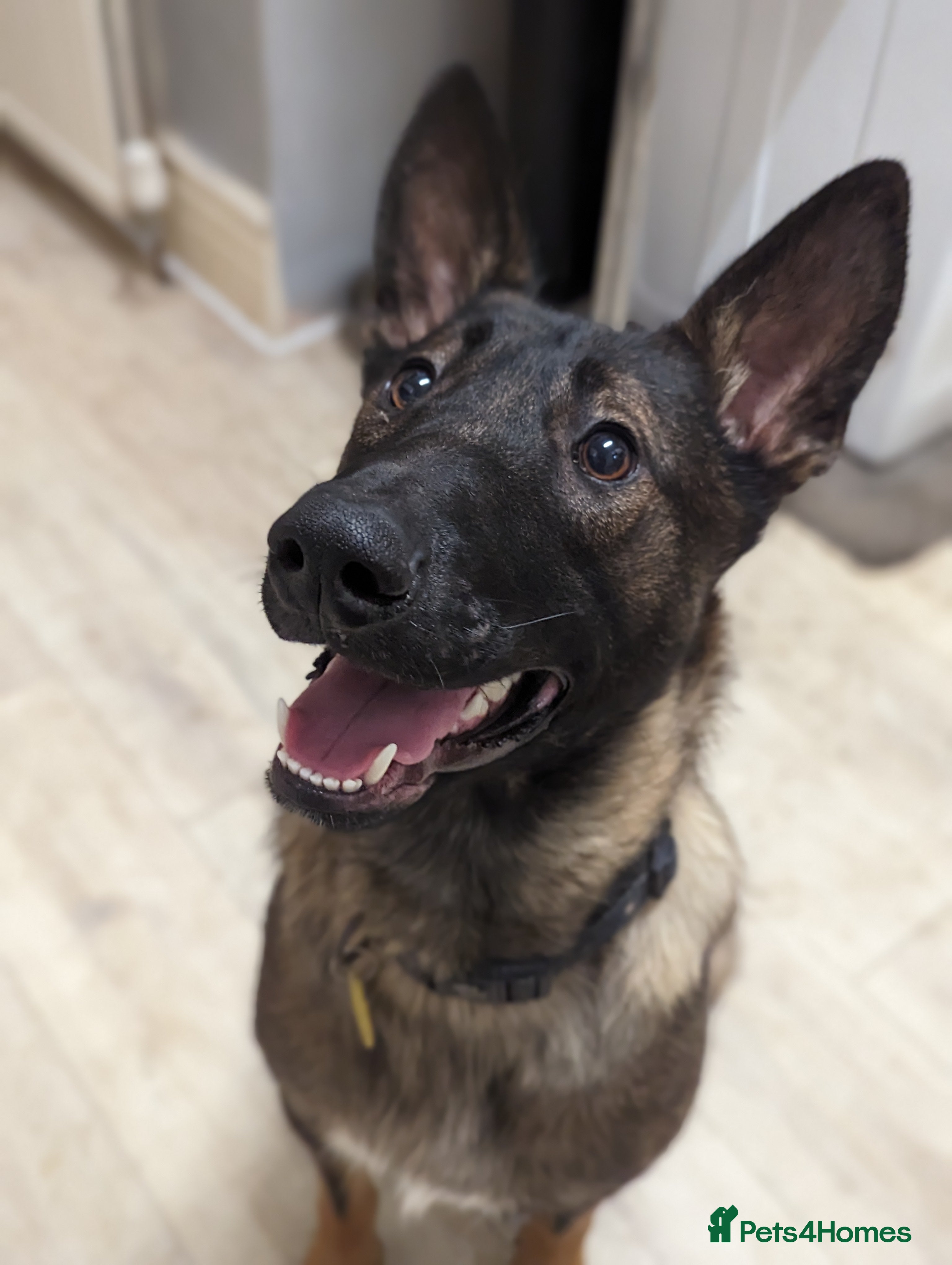 Mixed Breed dogs Malinois X sadly needs rehoming - Advert 4