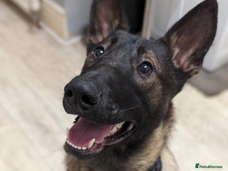 Mixed Breed dogs Malinois X sadly needs rehoming - Advert 4