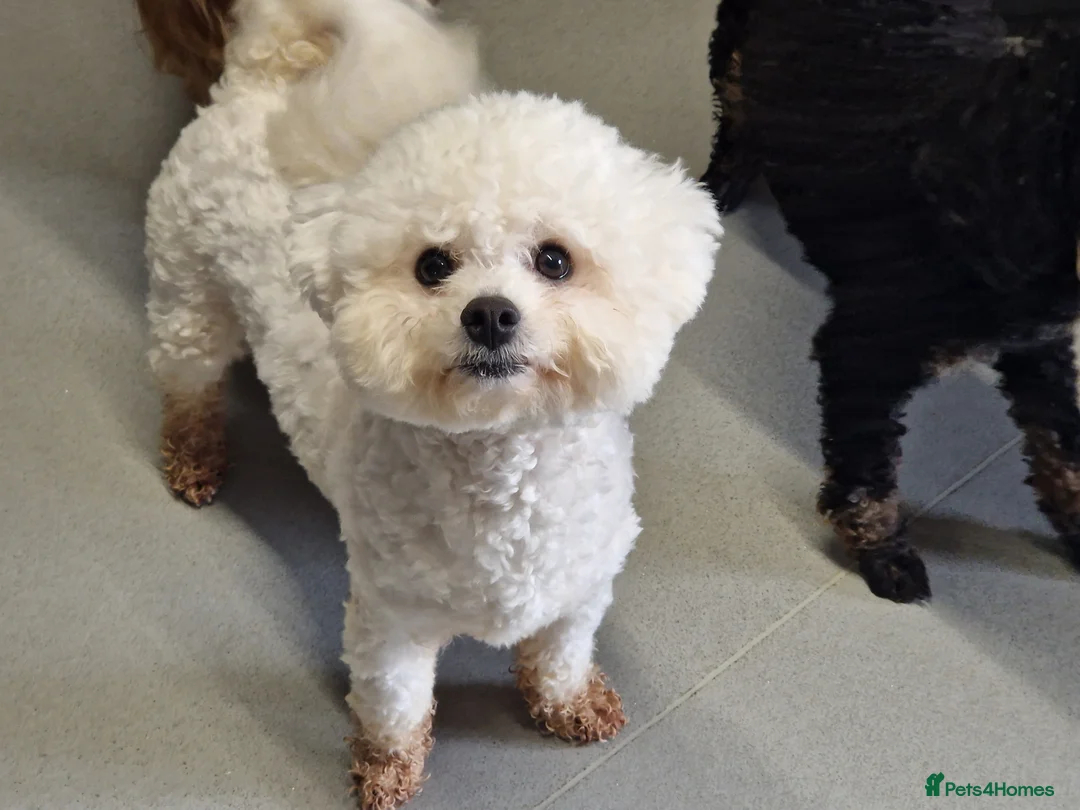 Mixed Breed dogs for sale: UNIQUE STUNNING HEALTH TESTED COCKACHON PUPPIES - Advert 7