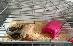 German Lop rabbits for sale: Holland Lop (Free to good home) - Image 4