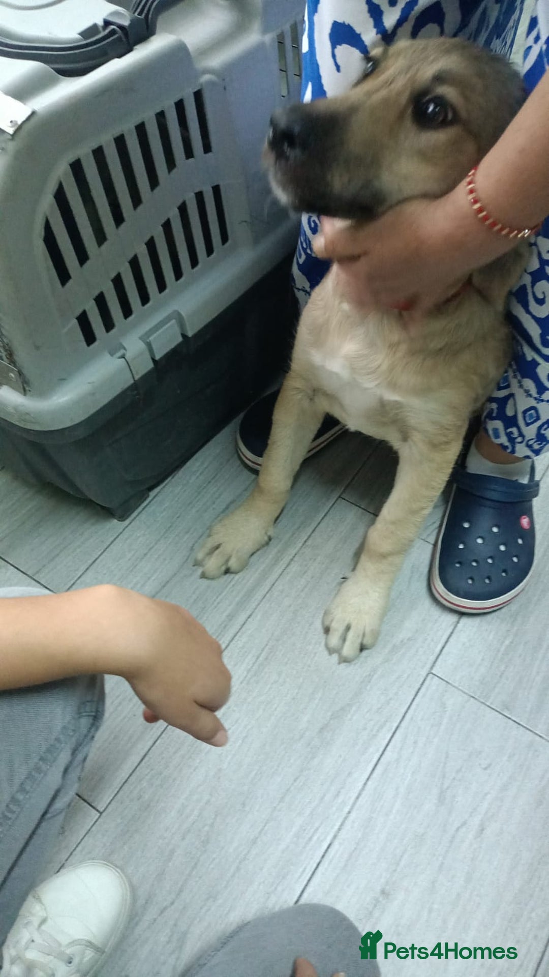 Mixed Breed dogs for adoption: 🐾 WINNIE - a Lovely young Girl, for a Loving Home - Image 18