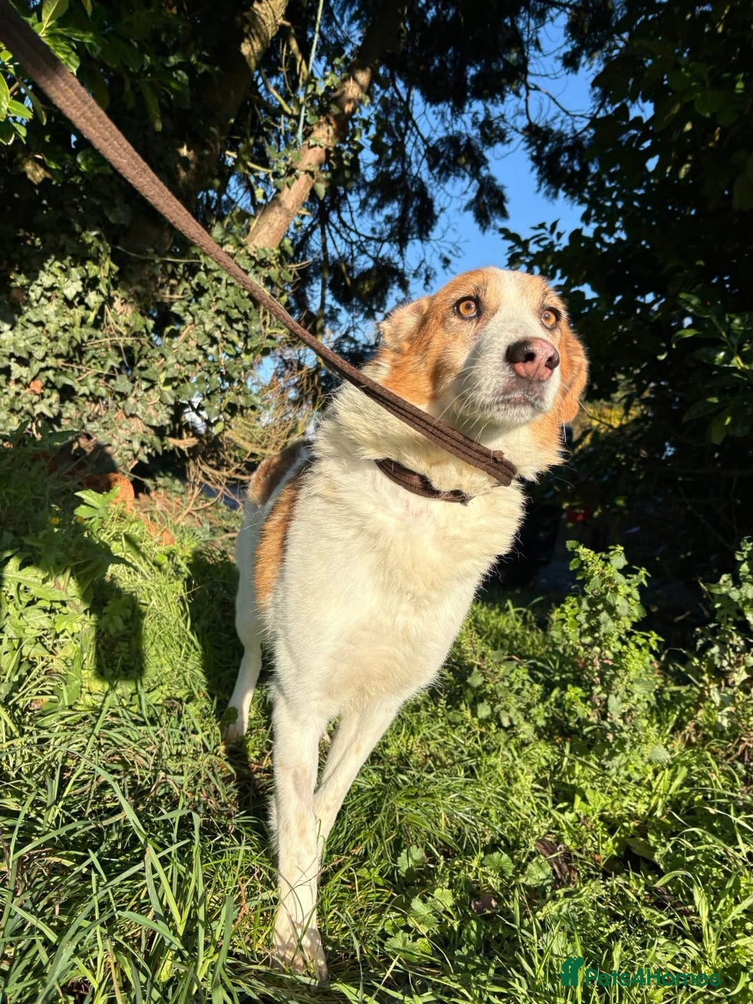 Mixed Breed dogs for adoption: Freud - Norwich Norfolk  - Advert 10