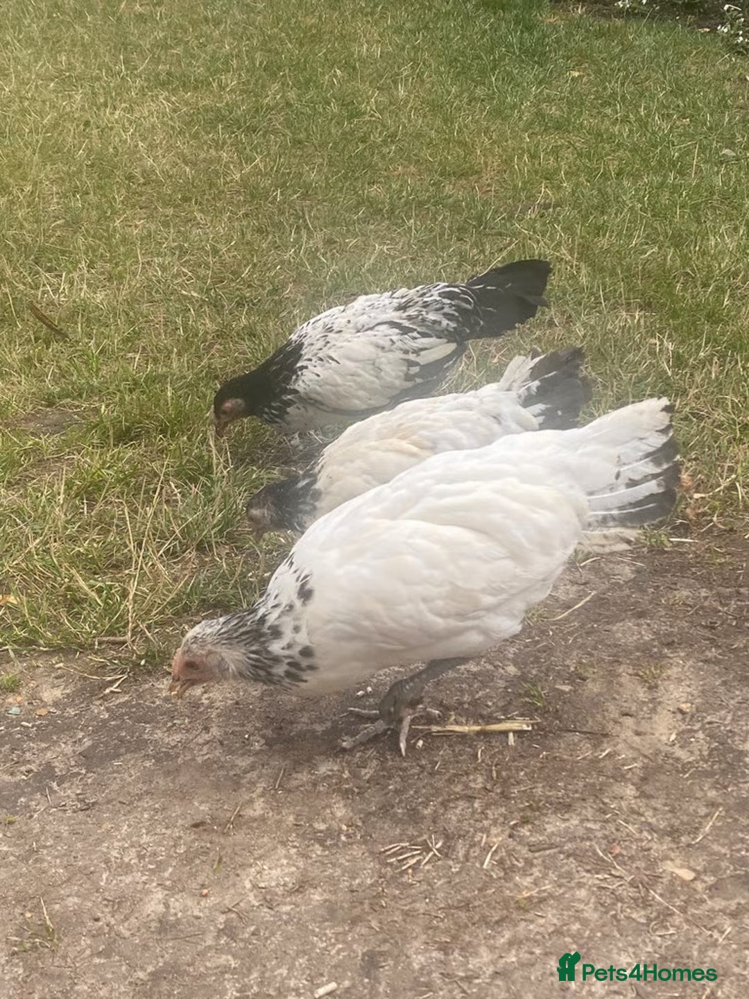 Chickens poultry for sale: 1 Cock 2 Hens Lakenvelders - Image 1