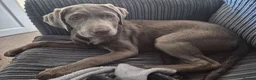 Labrador Retriever dogs for sale: Six Month Old Silver Labrador  - Advert 4