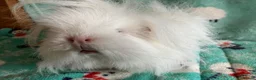Guinea Pig rodents for sale: Pure Bred Swiss White Guinea pig sow. - Advert 2