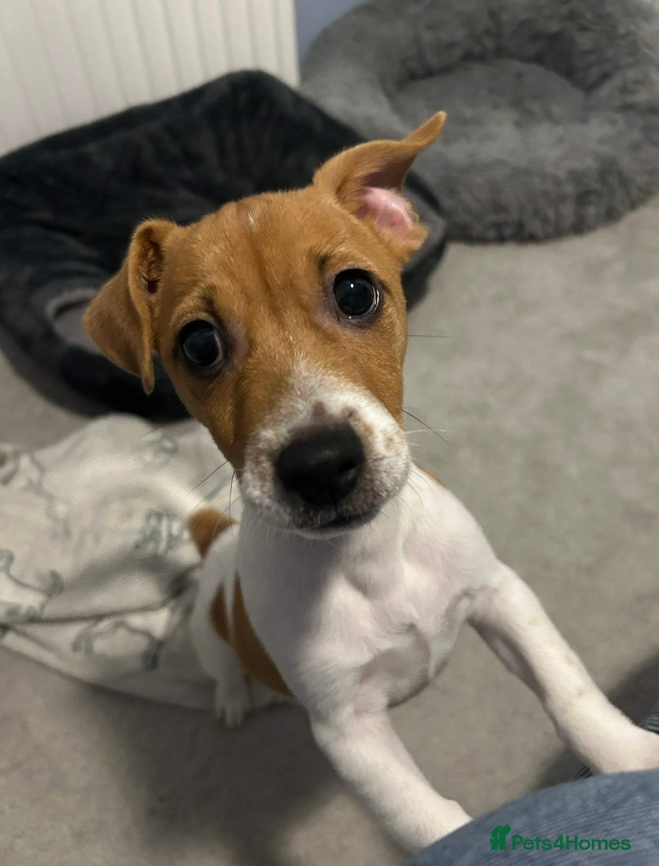 Jack Russell dogs Arlo 10 Month’s Old - Advert 1