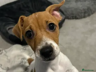 Jack Russell dogs Arlo 10 Month’s Old - Advert 7