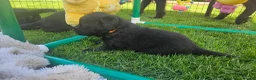 Double Doodle dogs for sale: F2 Miniature Australian Double Doodle  - Advert 17