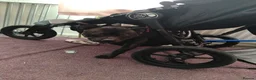 Staffordshire Bull Terrier dogs for sale: 14 month old male staffy  in Ryton - Advert 6