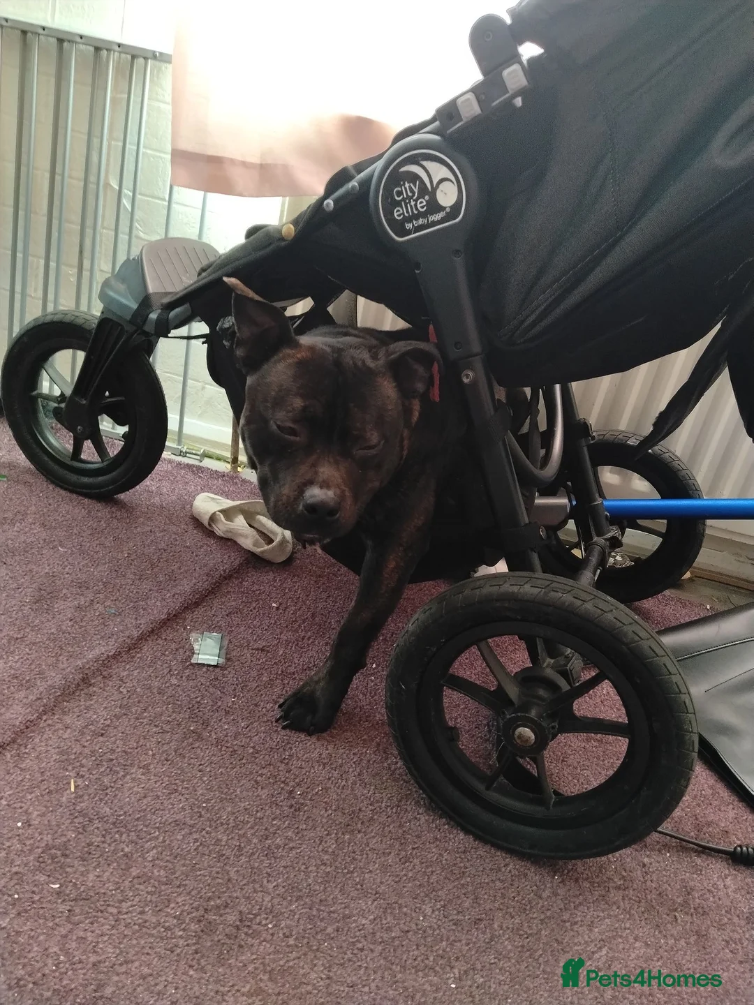 Staffordshire Bull Terrier dogs for sale: 14 month old male staffy  in Ryton - Advert 6