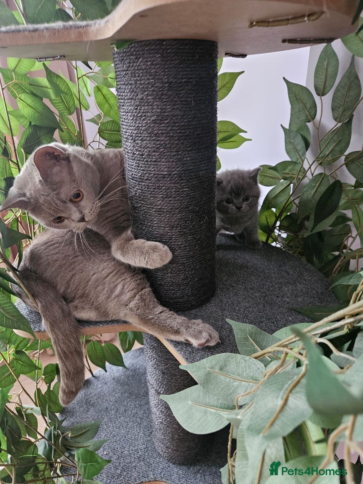 British Shorthair cats Stunning British blue shorthair kittens London  - Advert 1