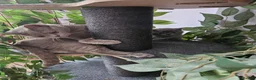 British Shorthair cats for sale: Stunning British blue shorthair kittens London  - Advert 1