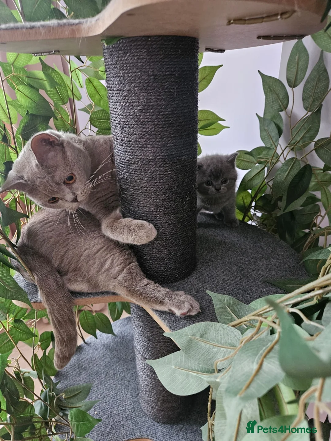 British Shorthair cats for sale: Stunning British blue shorthair kittens London  - Advert 1