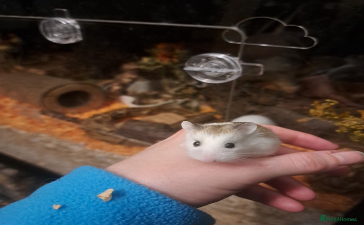 Hamster rodents - Advert 2