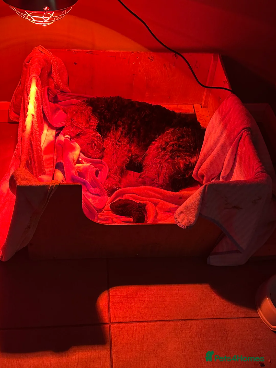 Welsh Terrier dogs for sale: Beautiful litter of Welsh Terrier Pups - Advert 6