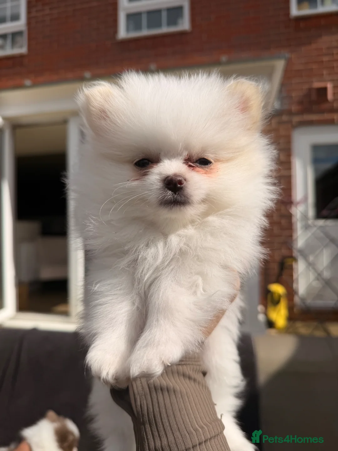 Pomeranian dogs for sale:     Rare Colour Pomeranians | Blue & Green Eyes - Advert 2