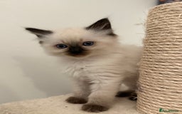 Ragdoll cats for sale: GCCF Registered seal point kittens - Image 10